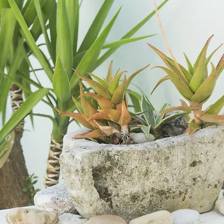 夏梦酒店 公寓式酒店 2*